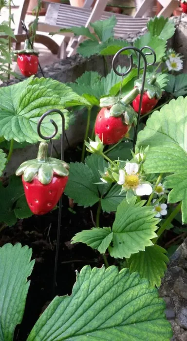 Erdbeeren